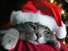 santa_cat_1024.jpg